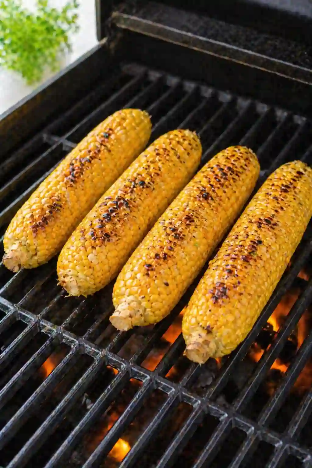 grilled corn on the cob with charred spots cooking on grill